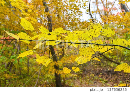 Bright yellow leaves of Acer tegmentosum, the Manchurian striped maple, in autumn forest of the Russian Far East. Close-up branch with fall foliage. 137636286
