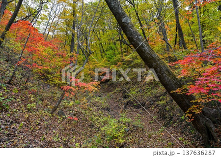 Autumn forest with colorful trees and fallen leaves on the ground creating a peaceful natural landscape with red yellow and green foliage Autumn forest with colorful trees and fallen leaves on the ground creating a peaceful natural landscape with red yellow and green foliage 137636287