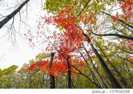 Autumn forest canopy with vibrant red and yellow maple leaves seen from below against bright sky creating a natural seasonal background Autumn forest canopy with vibrant red and yellow maple leaves seen from below against bright sky creating a natural seasonal background 137636288