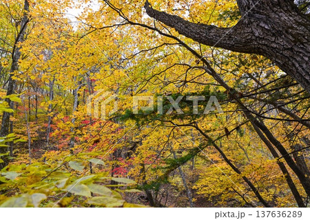 Autumn forest in Primorsky Krai Russia Far East with golden maple leaves oak branches and evergreen pine mixed woodland seasonal nature scene 137636289