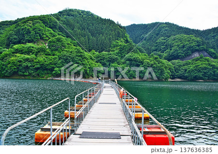 奥多摩湖　麦山浮橋（夏、六月） 137636385