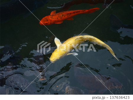 錦鯉 池の鯉 錦鯉 池の鯉 137636423