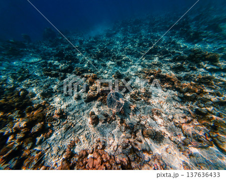 Underwater background with rocks and corals 137636433
