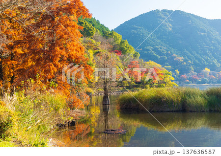 秋の鹿児島県薩摩川内市 紅葉の藺牟田池 秋の鹿児島県薩摩川内市 紅葉の藺牟田池 137636587