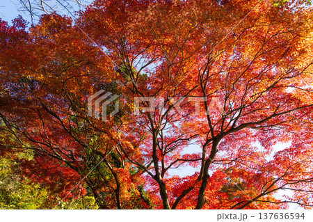 秋の鹿児島県薩摩川内市 紅葉の藺牟田池 秋の鹿児島県薩摩川内市 紅葉の藺牟田池 137636594