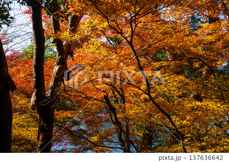 秋の鹿児島県薩摩川内市　紅葉の藺牟田池 137636642
