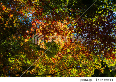 秋の鹿児島県薩摩川内市　紅葉の藺牟田池 137636644