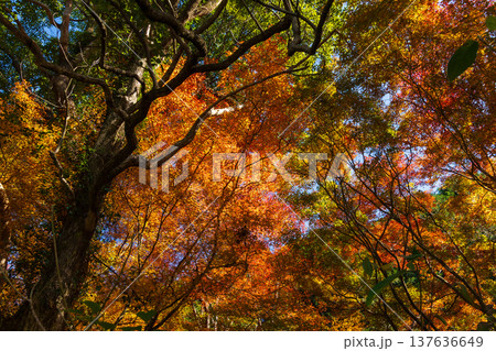 秋の鹿児島県薩摩川内市　紅葉の藺牟田池 137636649