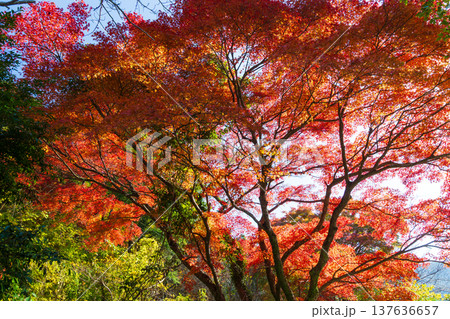 秋の鹿児島県薩摩川内市 紅葉の藺牟田池 秋の鹿児島県薩摩川内市 紅葉の藺牟田池 137636657
