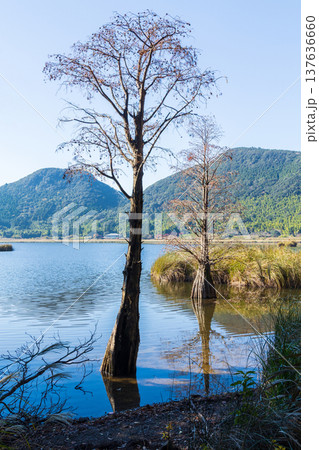 秋の鹿児島県薩摩川内市　紅葉の藺牟田池　ラクウショウ（落羽松） 137636660
