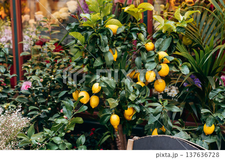 Lemon tree with ripe lemons in a garden surrounded by colorful plants and flowers 137636728