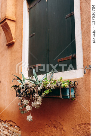 Window box with plants on a wall in a city during the day 137636784