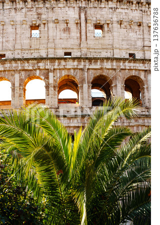 Exploring the Colosseum with palm trees in the foreground during bright daylight 137636788