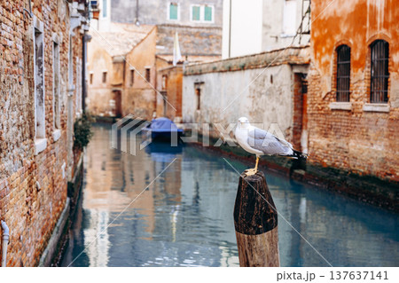 Seagull standing on a post near a canal in a quiet Italian town during the day Seagull standing on a post near a canal in a quiet Italian town during the day 137637141