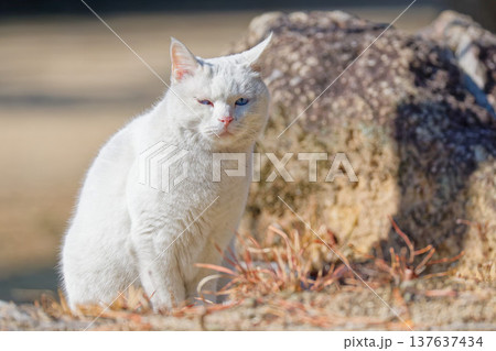 草道で座るシロネコ 137637434