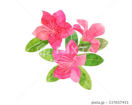 ツツジの花をイメージしたイラスト　水彩風加工バージョン 137637451