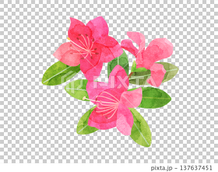 ツツジの花をイメージしたイラスト　水彩風加工バージョン 137637451