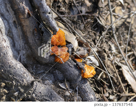 朽ちた木に生えるヒイロタケ 137637548