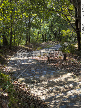 木漏れ日が射し込む山道の風景 137637583