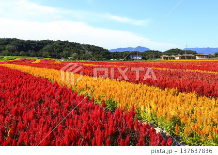 Goseokjeong flower garden in Cheorwon-gun, Gangwon-do, where mandrakes are in bloom 137637836