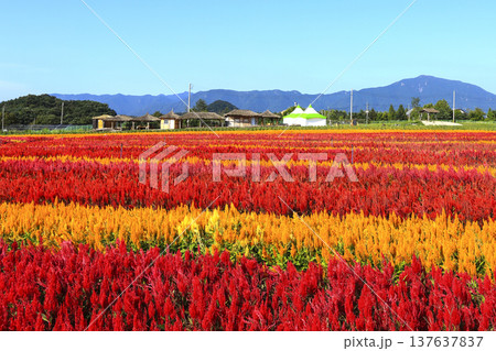 Goseokjeong flower garden in Cheorwon-gun, Gangwon-do, where mandrakes are in bloom Goseokjeong flower garden in Cheorwon-gun, Gangwon-do, where mandrakes are in bloom 137637837