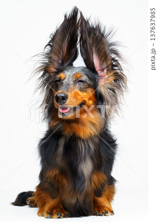 A vertical view of a long-haired dachshund sitting with its ears up and its face looking straight ahead, against a white background, isolated A vertical view of a long-haired dachshund sitting with its ears up and its face looking straight ahead, against a white background, isolated 137637985