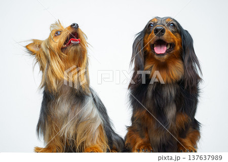 Close-up view of two dogs, a long-haired dachshund and an Australian Silky Terrier, sitting and lying next to each other, on a white background, isolated Close-up view of two dogs, a long-haired dachshund and an Australian Silky Terrier, sitting and lying next to each other, on a white background, isolated 137637989