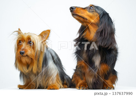 Close-up view of two dogs, a long-haired dachshund and an Australian Silky Terrier, sitting and lying next to each other, on a white background, isolated Close-up view of two dogs, a long-haired dachshund and an Australian Silky Terrier, sitting and lying next to each other, on a white background, isolated 137637990