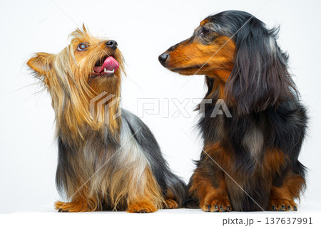 Close-up view of two dogs, a long-haired dachshund and an Australian Silky Terrier, sitting and lying next to each other, on a white background, isolated 137637991