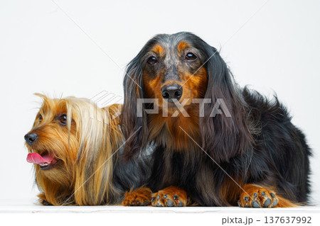 Close-up view of two dogs, a long-haired dachshund and an Australian Silky Terrier, sitting and lying next to each other, on a white background, isolated Close-up view of two dogs, a long-haired dachshund and an Australian Silky Terrier, sitting and lying next to each other, on a white background, isolated 137637992