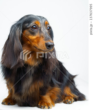 A vertical view of a long-haired black and tan dachshund sitting and its face looking straight ahead, against a white background, isolated 137637995