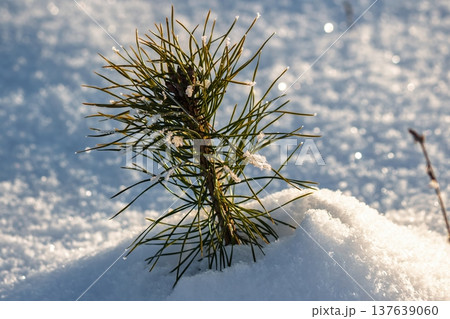 Frosty young pine sapling emerges from deep winter snow, bathed in warm evening sunlight. Sparkling white background creates a serene, hopeful natural scene Frosty young pine sapling emerges from deep winter snow, bathed in warm evening sunlight. Sparkling white background creates a serene, hopeful natural scene 137639060