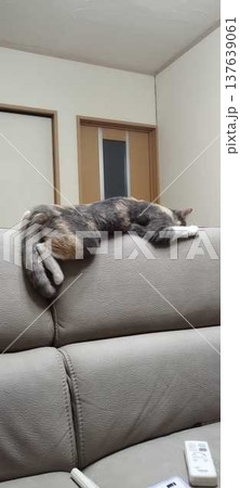 猫か? 猫か? 137639061