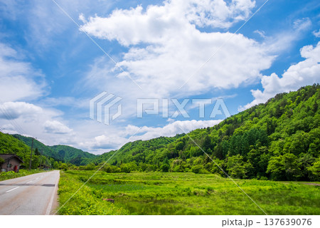 新緑シーズンの「せせらぎ街道」《岐阜県 高山市 清見町》 新緑シーズンの「せせらぎ街道」《岐阜県 高山市 清見町》 137639076