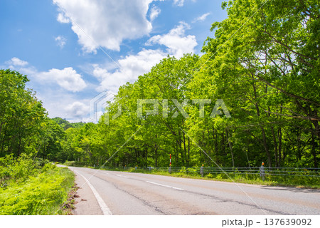新緑シーズンの「せせらぎ街道」《岐阜県 高山市 清見町》 137639092