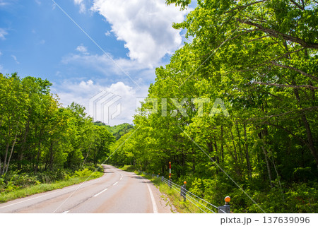 新緑シーズンの「せせらぎ街道」《岐阜県 高山市 清見町》 新緑シーズンの「せせらぎ街道」《岐阜県 高山市 清見町》 137639096