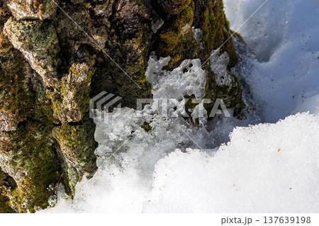 Melting snow clings to a mossy tree trunk in early spring. Winter's icy grip loosens, revealing nature's vibrant awakening. A crisp, natural transition scene Melting snow clings to a mossy tree trunk in early spring. Winter's icy grip loosens, revealing nature's vibrant awakening. A crisp, natural transition scene 137639198