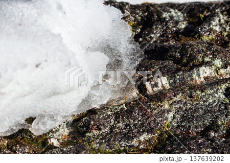 Close-up of melting snow on a fallen birch bark log, glistening with moisture and moss. A glimpse of early spring thawing in the forest. 137639202