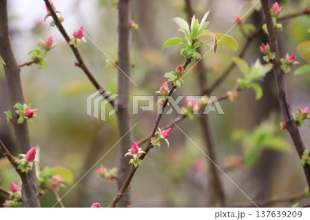 カリン（花梨）の蕾と若枝 137639209