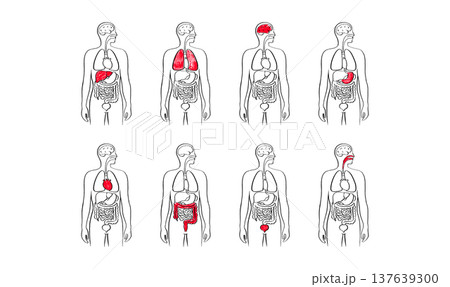 Internal Organs Sketch 137639300