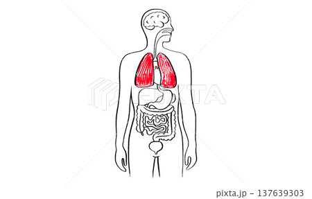 Lung disease concept Lung disease concept 137639303