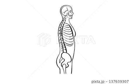 Skeleton adult man 137639307