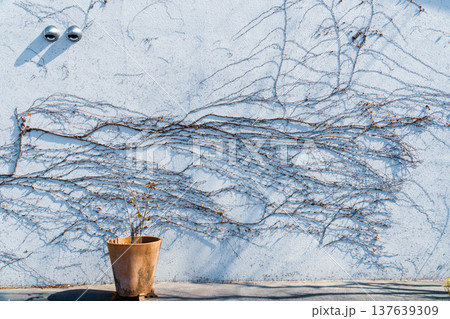 壁に這わせた蔦のアート 137639309