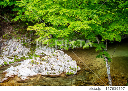 車窓からの風景「せせらぎ街道沿いの渓流」《岐阜県 高山市 清見町》 車窓からの風景「せせらぎ街道沿いの渓流」《岐阜県 高山市 清見町》 137639397