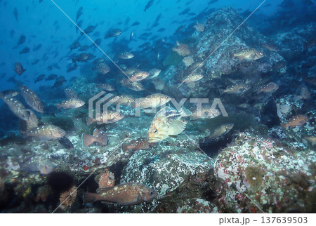 シマゾイとエゾメバルの群れ 137639503