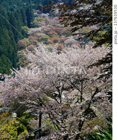 吉野山　桜　奈良県 137639530