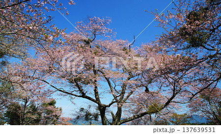 吉野山　桜　奈良県 137639531