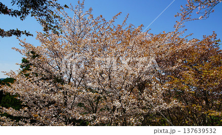 吉野山　桜　奈良県 137639532