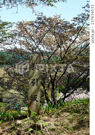 吉野山 桜 奈良県 吉野山 桜 奈良県 137639533
