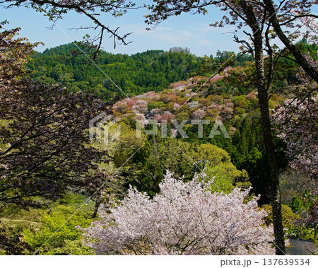吉野山　桜　奈良県 137639534